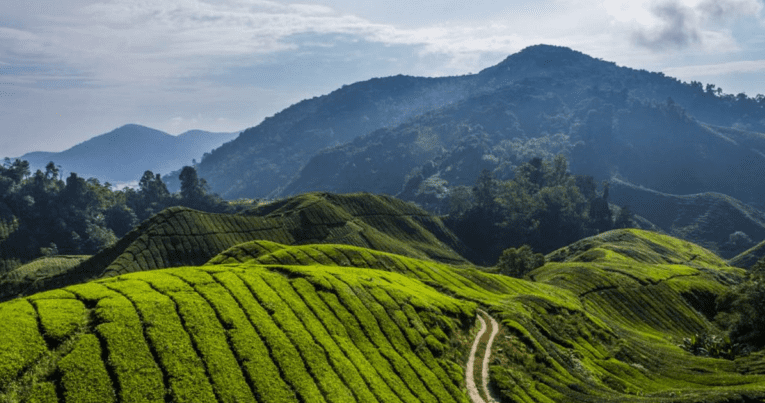 MAMBILLA’S MAJESTIC REALM: UNVEILING THE SECRETS OF NIGERIA’S HIDDEN GEM